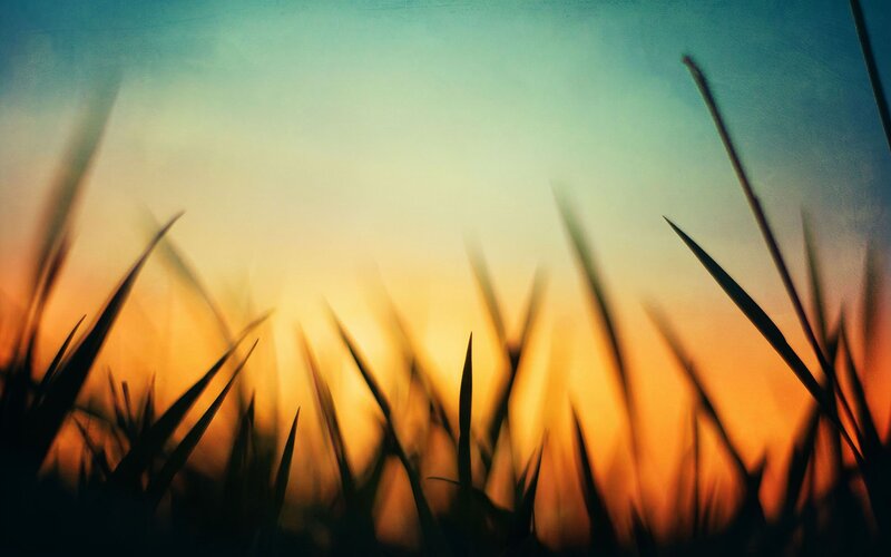 Silhouetted Grass Blades