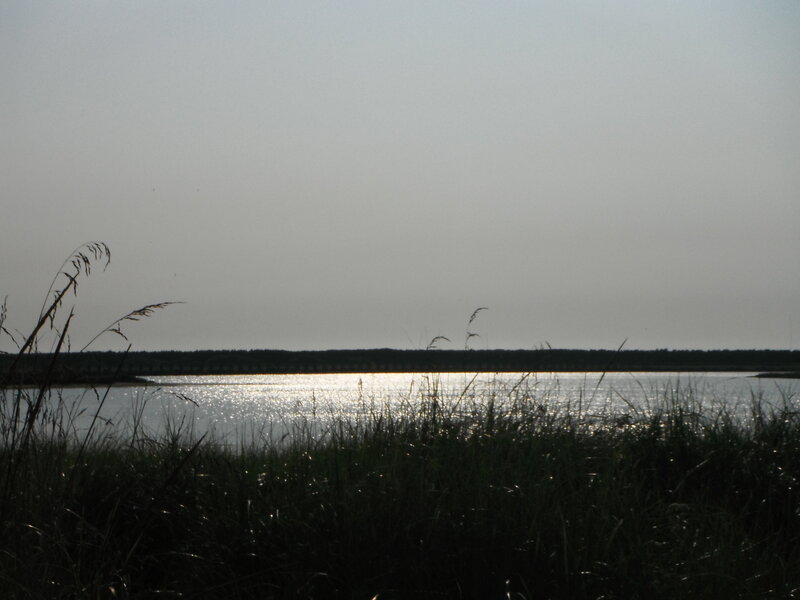 Silhouetted Grass by Water