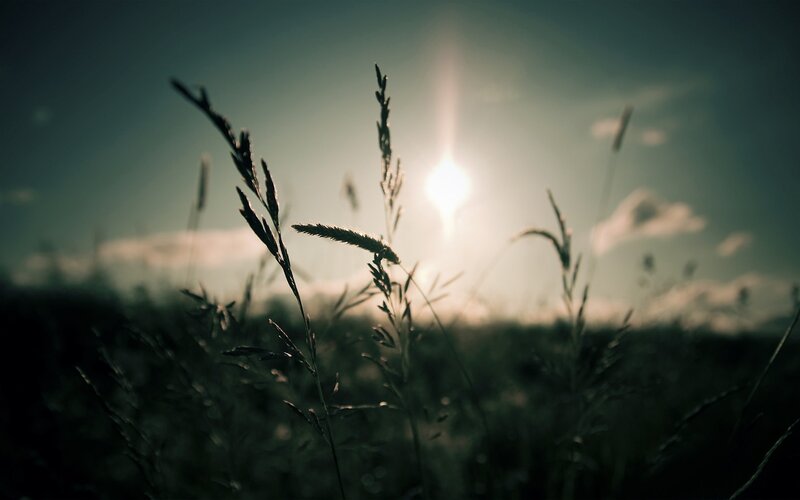 Silhouetted Grass in Field — Green, Serene
