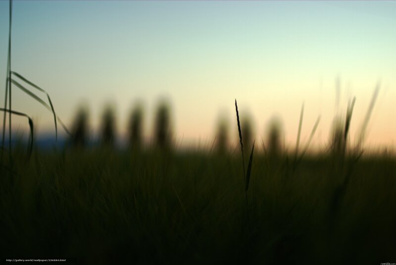 Silhouetted Grass in Field — Green