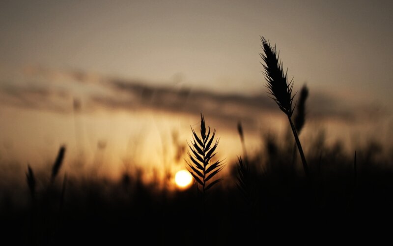 Silhouetted Grass in Field