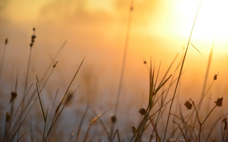 Silhouetted Grass in Field — Yellow