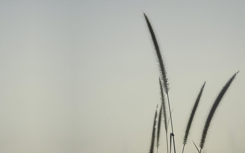 Silhouetted Grass Plumes