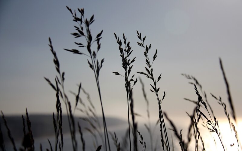 Silhouetted Grass Stalks — Black