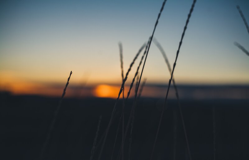 Silhouetted Grass Stalks — Blue, Serene, Sunset