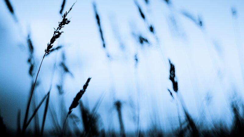 Silhouetted Grass Stalks — Blue, Serene