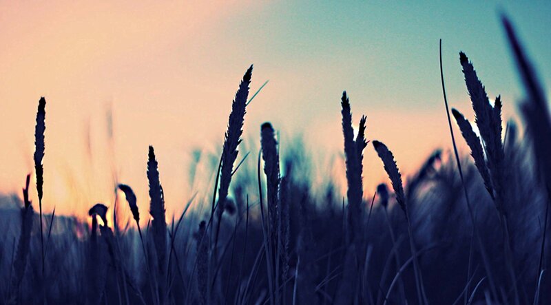 Silhouetted Grass Stalks — Blue