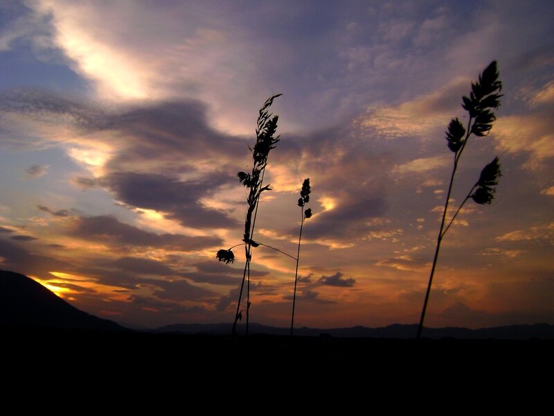 Silhouetted Grass Stalks — Orange, Dramatic