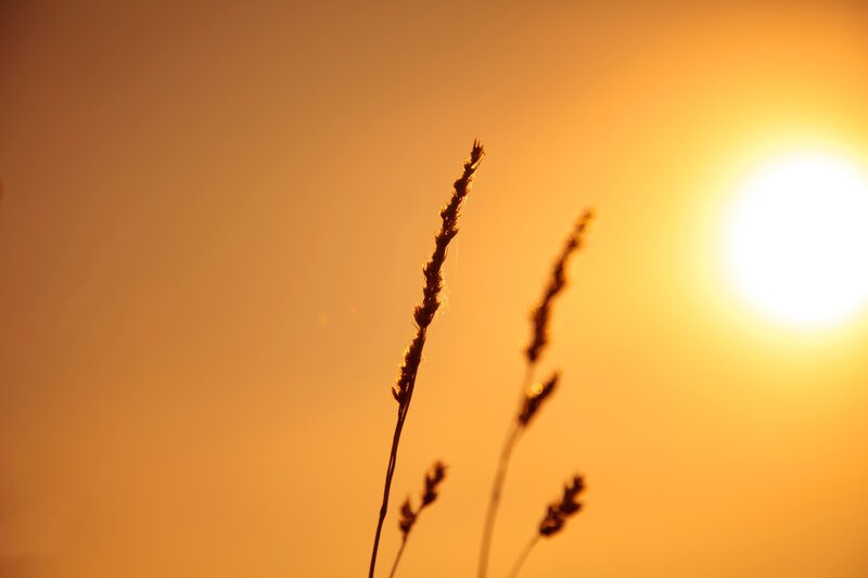 Silhouetted Grass Stalks — Orange, Serene, Sunset