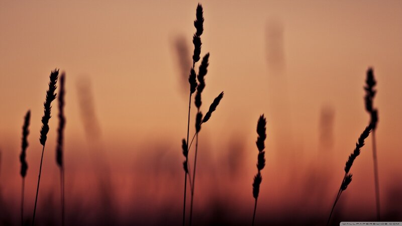 Silhouetted Grass Stalks — Orange, Serene