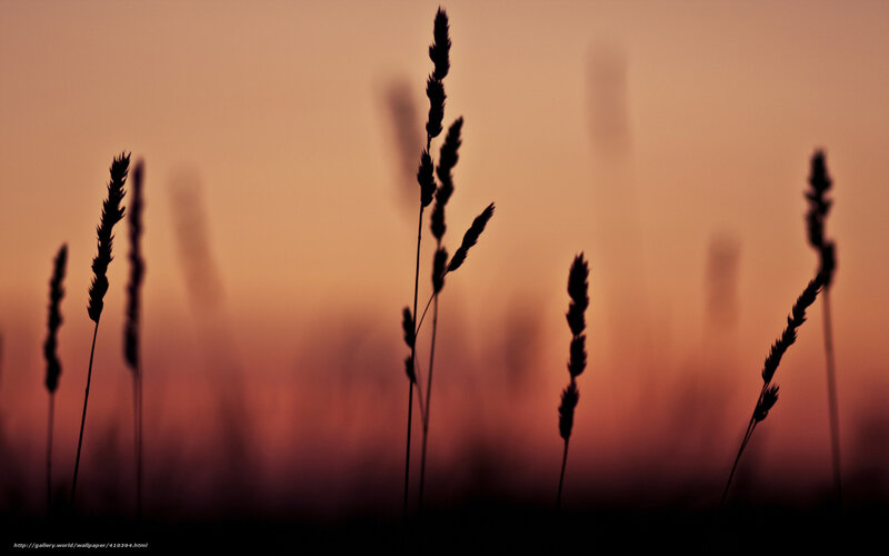 Silhouetted Grass Stalks — Orange