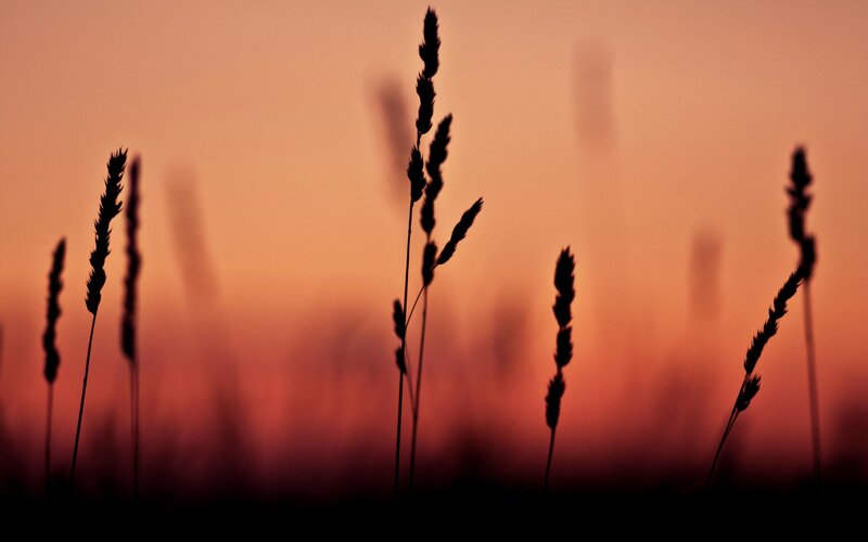 Silhouetted Grass Stalks