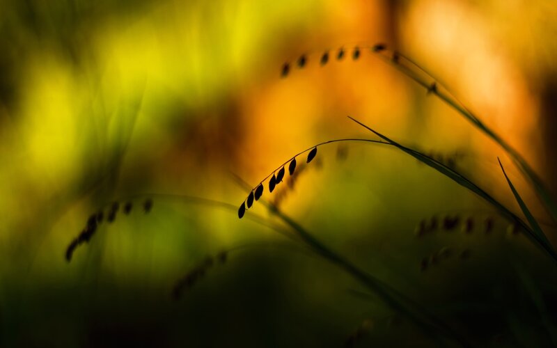 Silhouetted Grass Stems