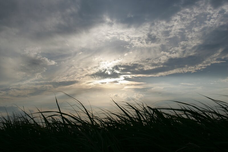 Silhouetted Grass under Sky — Gray