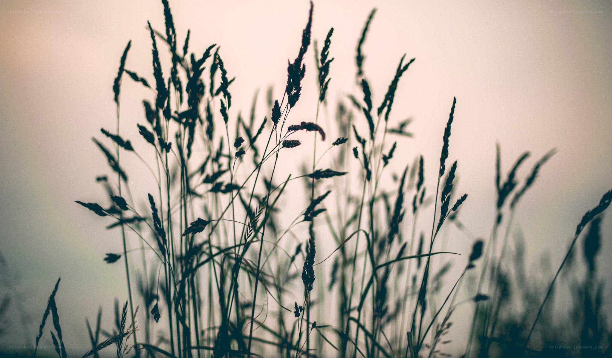silhouetted grasses at dusk