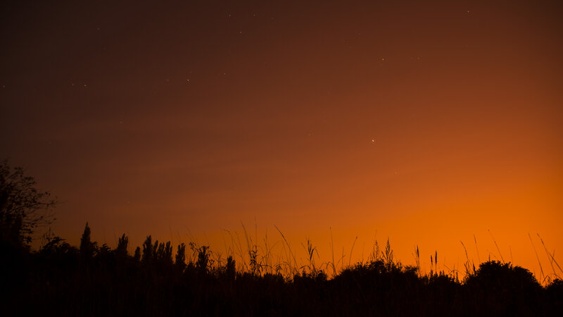 Silhouetted Grasses at Dusk — Orange