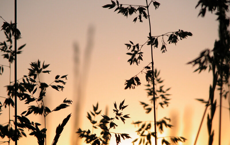 silhouetted grasses at sunset