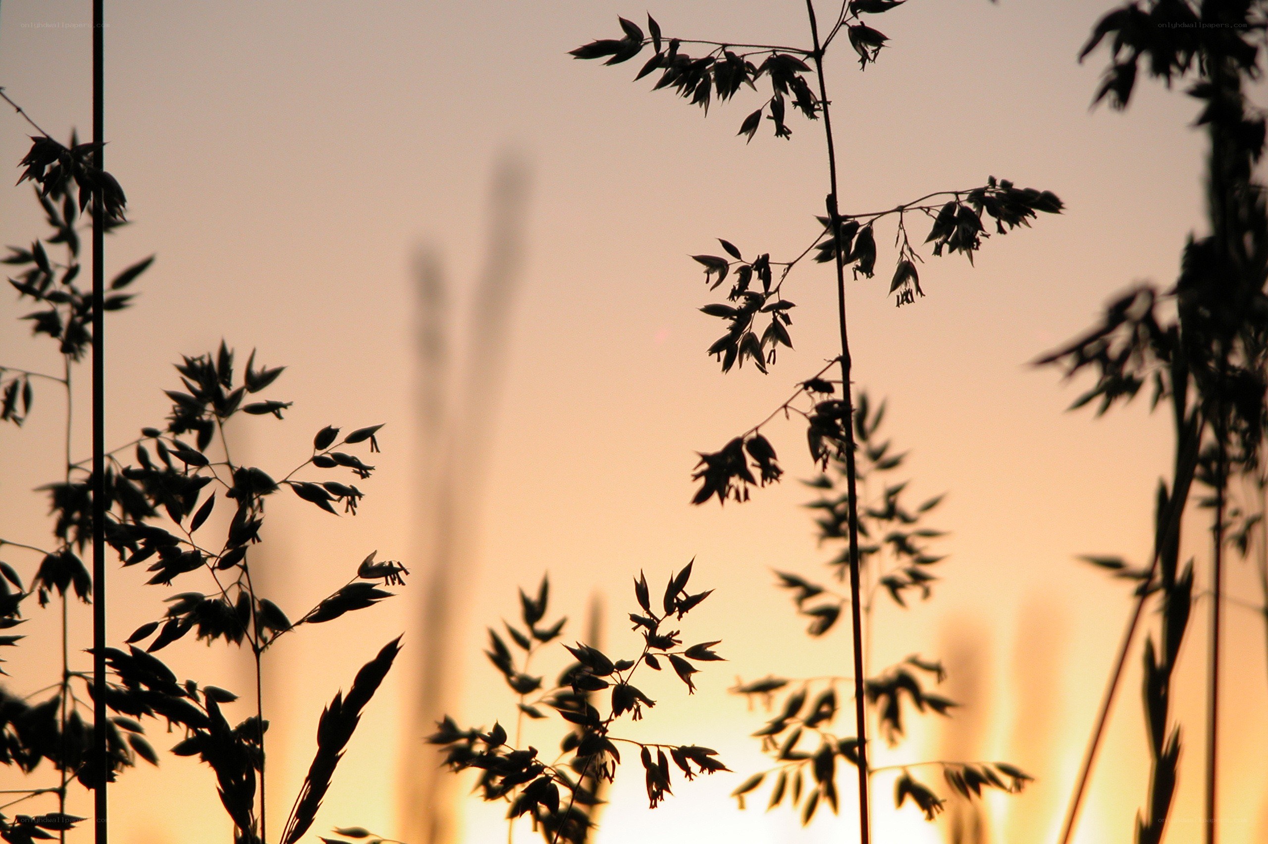 silhouetted grasses at sunset
