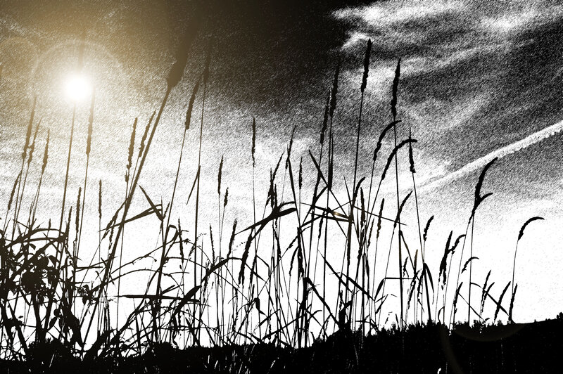 Silhouetted Grasses at Sunset — Black