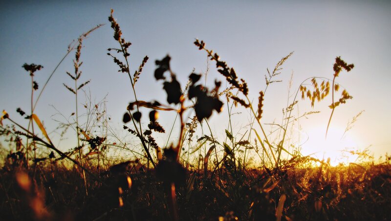 Silhouetted Grasses at Sunset — Blue, Serene