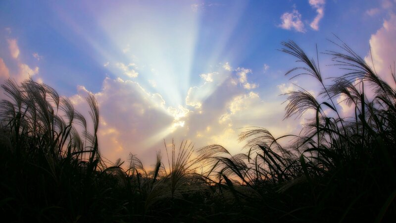 Silhouetted Grasses at Sunset — Blue