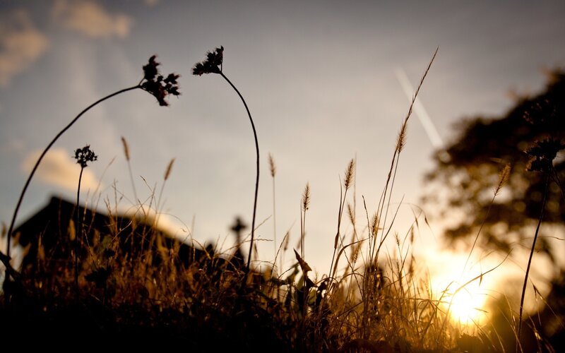 Silhouetted Grasses at Sunset — Gold