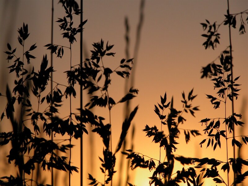 Silhouetted Grasses at Sunset — Orange, Photograph