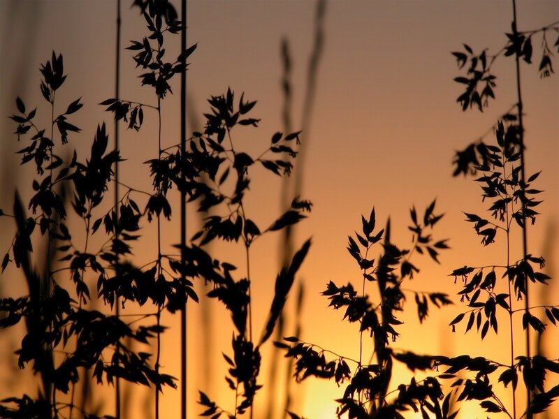 Silhouetted Grasses at Sunset — Orange, Serene, Photograph, Grass, Sky, Black