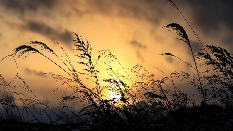 Silhouetted Grasses at Sunset — Orange, Serene, Photograph, Grass, Sky, Sun