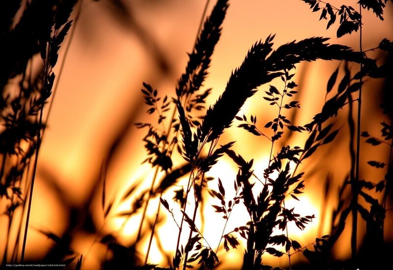 Silhouetted Grasses at Sunset — Orange, Serene, Photograph, Grass