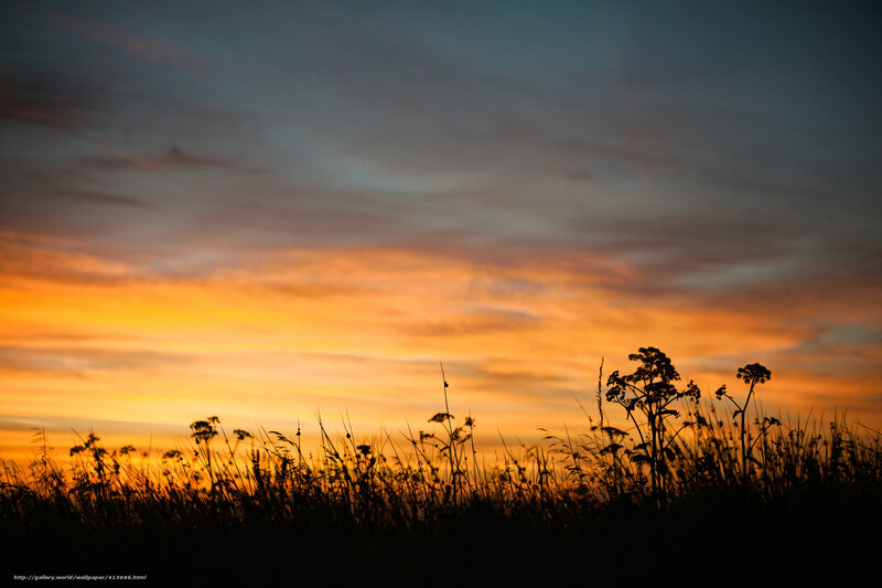 Silhouetted Grasses at Sunset — Orange, Serene, Photograph, Sky, Clouds