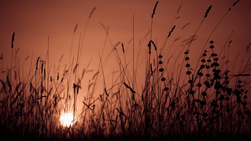 Silhouetted Grasses at Sunset — Orange, Serene, Photograph, Sun, Sky, Grass, Black