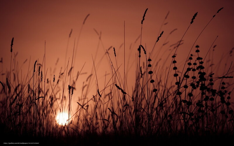 Silhouetted Grasses at Sunset — Orange, Serene, Photograph, Sun, Sky, Grass