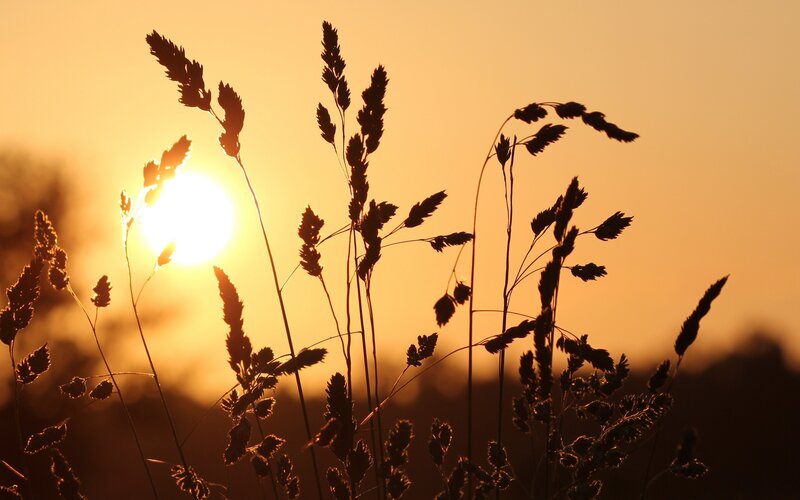 Silhouetted Grasses at Sunset — Orange, Serene, Photograph, Sun, Sky, Grass, Yellow, Black