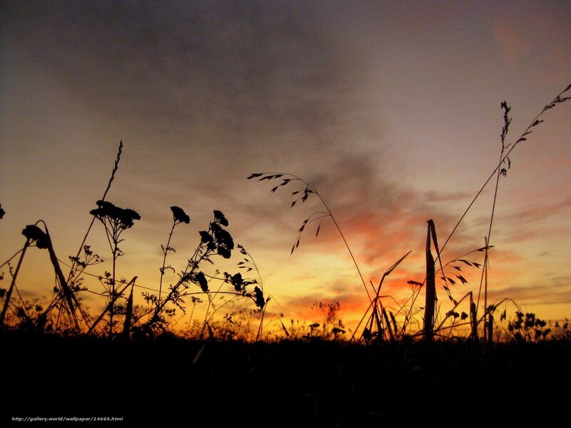 Silhouetted Grasses at Sunset — Orange, Serene, Photograph