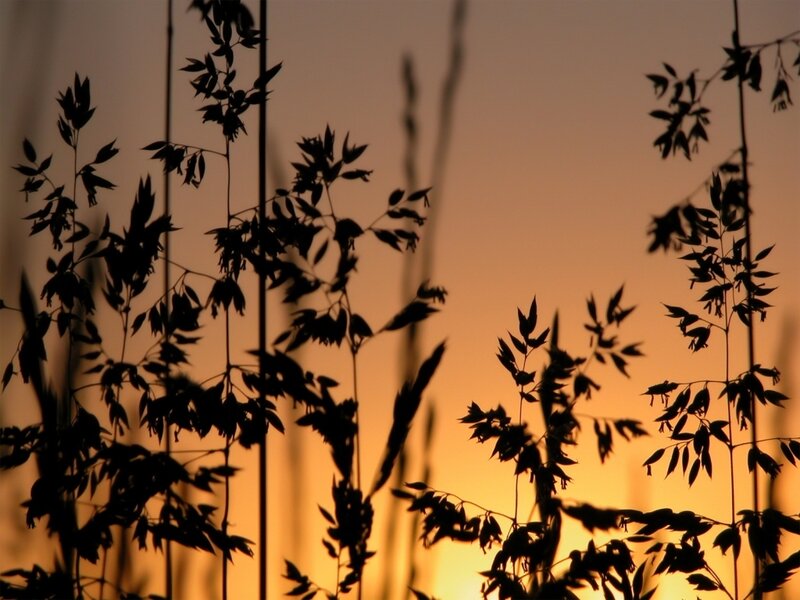 Silhouetted Grasses at Sunset — Orange