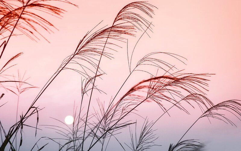 Silhouetted Grasses at Sunset — Pink