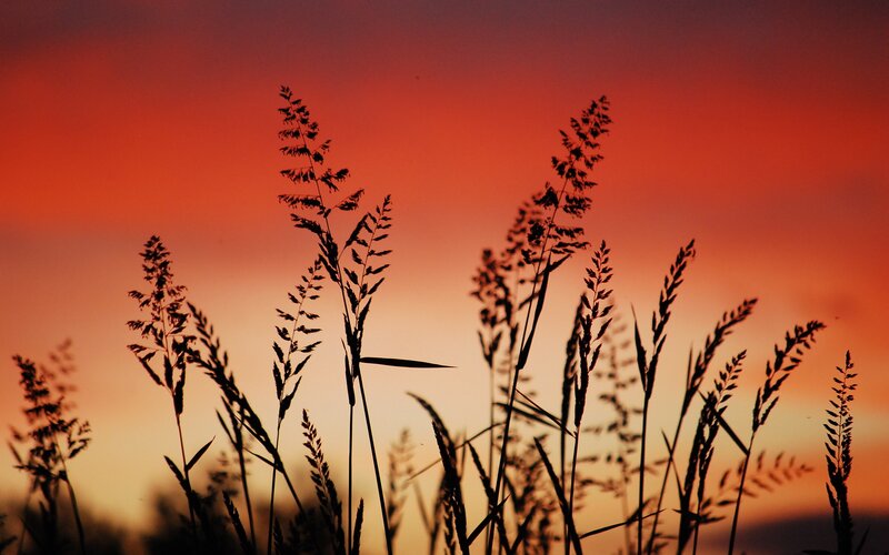 Silhouetted Grasses at Sunset — Red