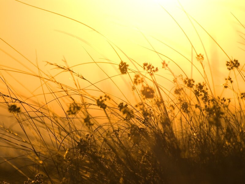 Silhouetted Grasses at Sunset — Yellow, Serene, Photograph, Grass, Sky