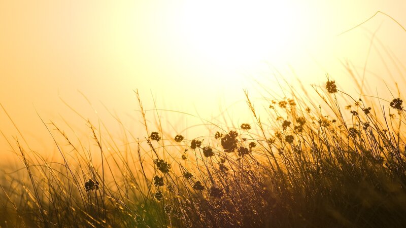 Silhouetted Grasses at Sunset — Yellow, Serene