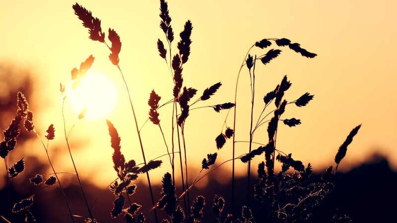 Silhouetted Grasses at Sunset — Yellow