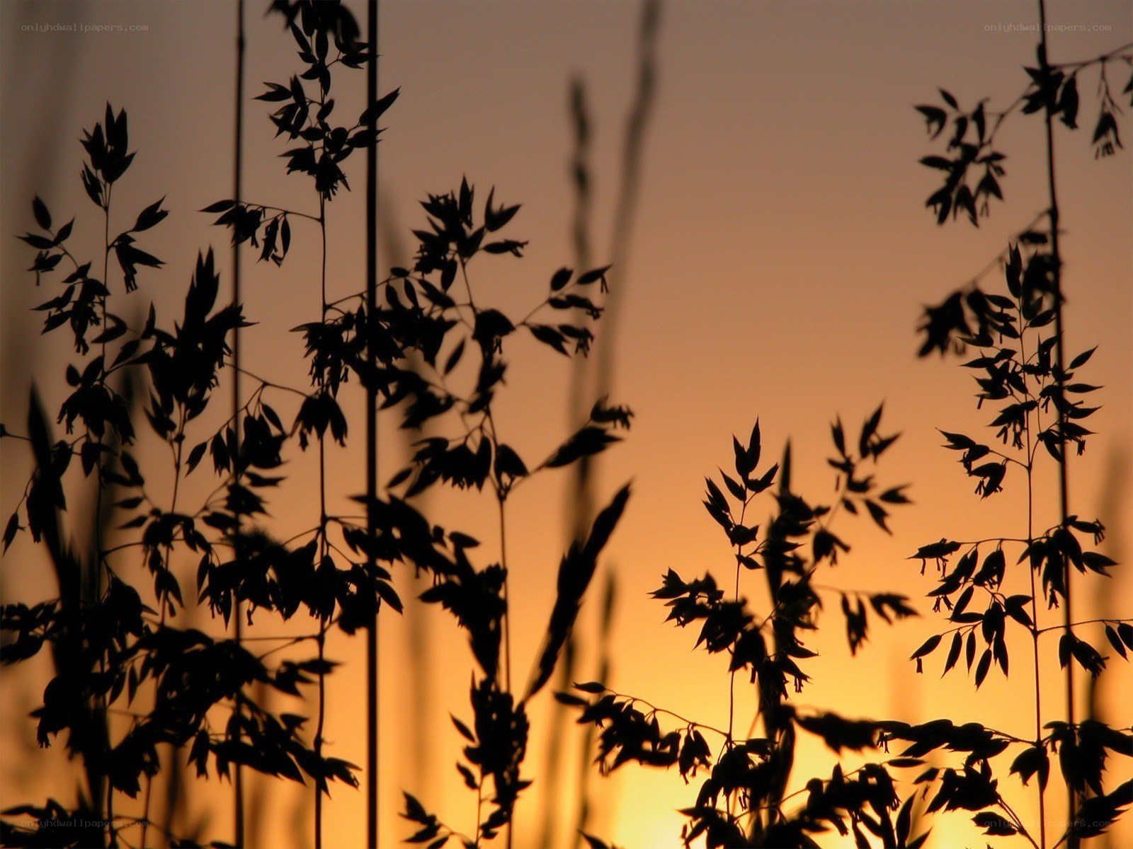 silhouetted grasses at sunset