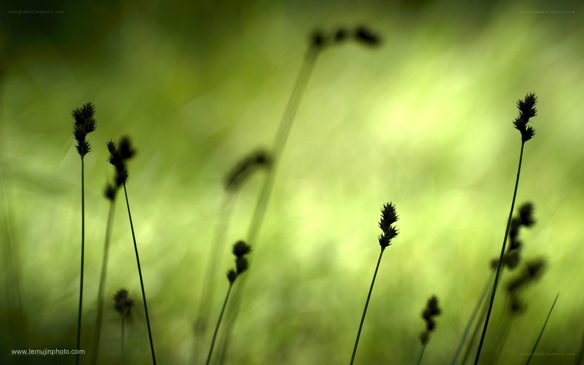 Silhouetted grasses in green light