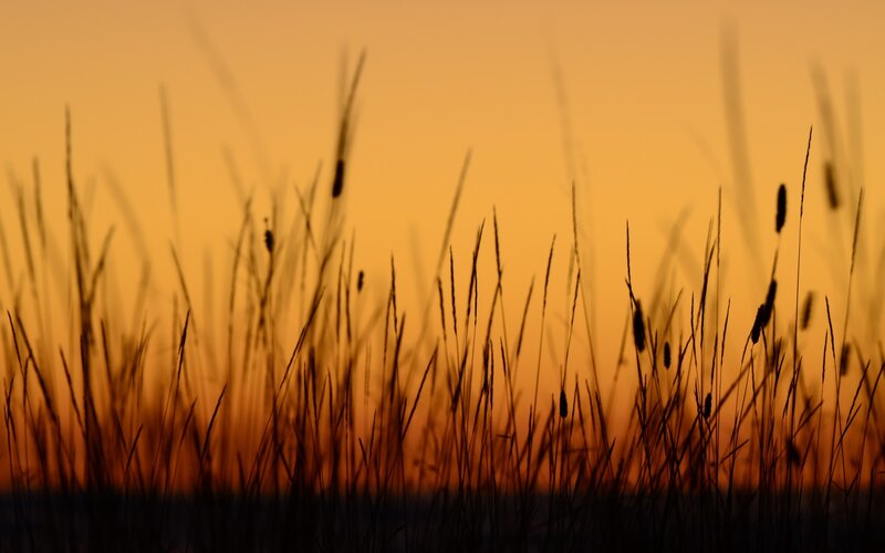 Silhouetted Grasses — Orange, Serene, Sunset, Photograph