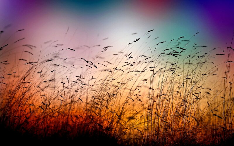 Silhouetted Grasses — Orange