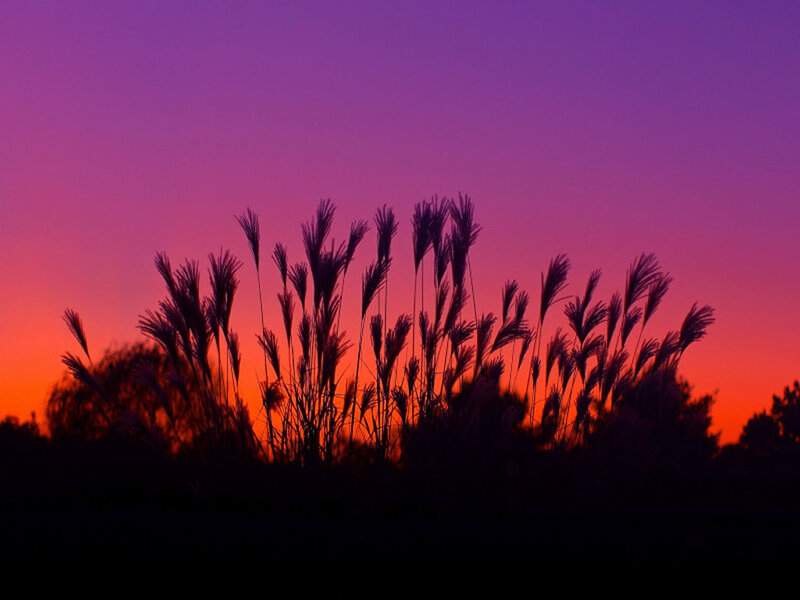 Silhouetted Grasses