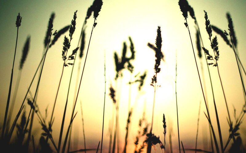 Silhouetted Grasses — Yellow