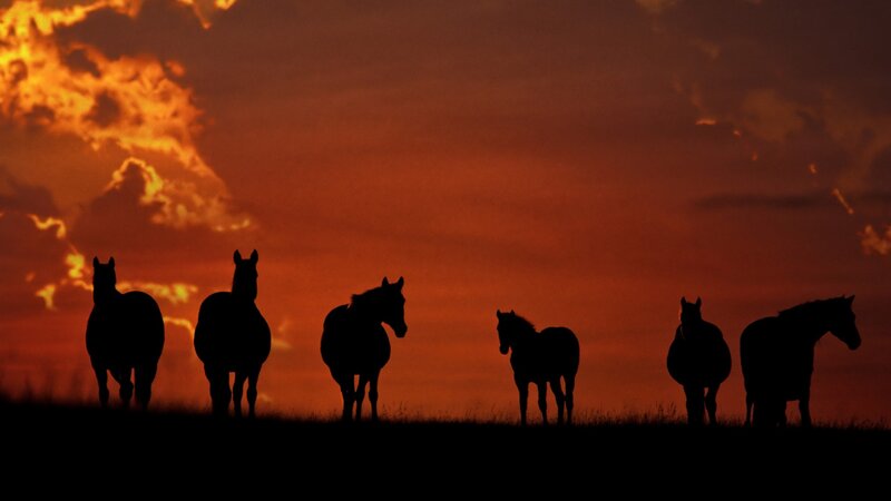 Silhouetted Horses at Sunset — Orange, Dramatic, Photograph