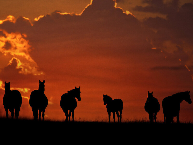 Silhouetted Horses at Sunset — Orange