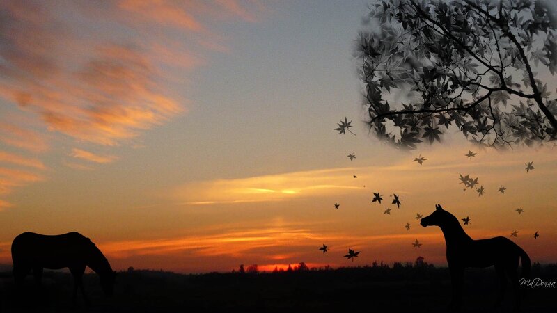 Silhouetted Horses at Sunset